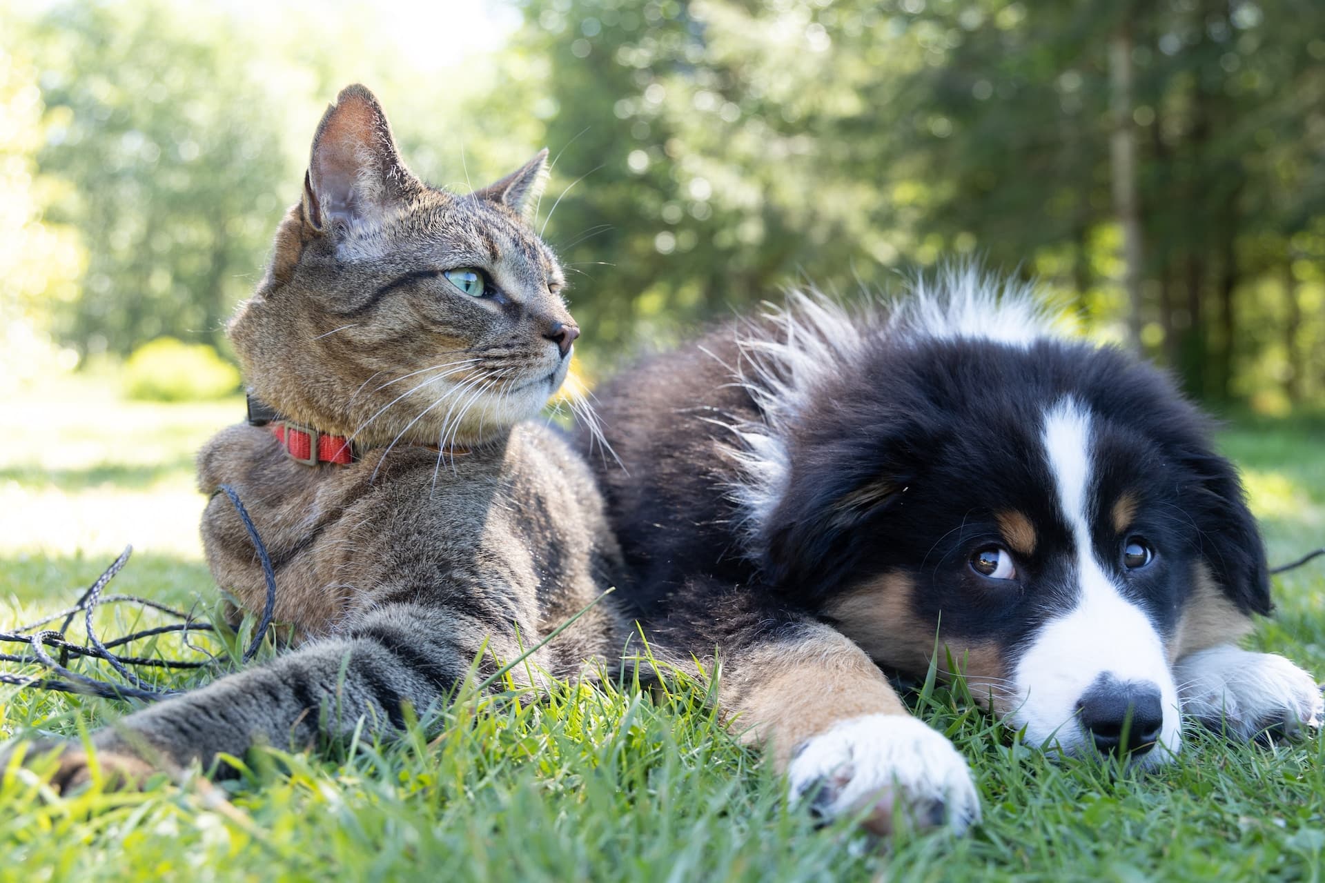 Tiere