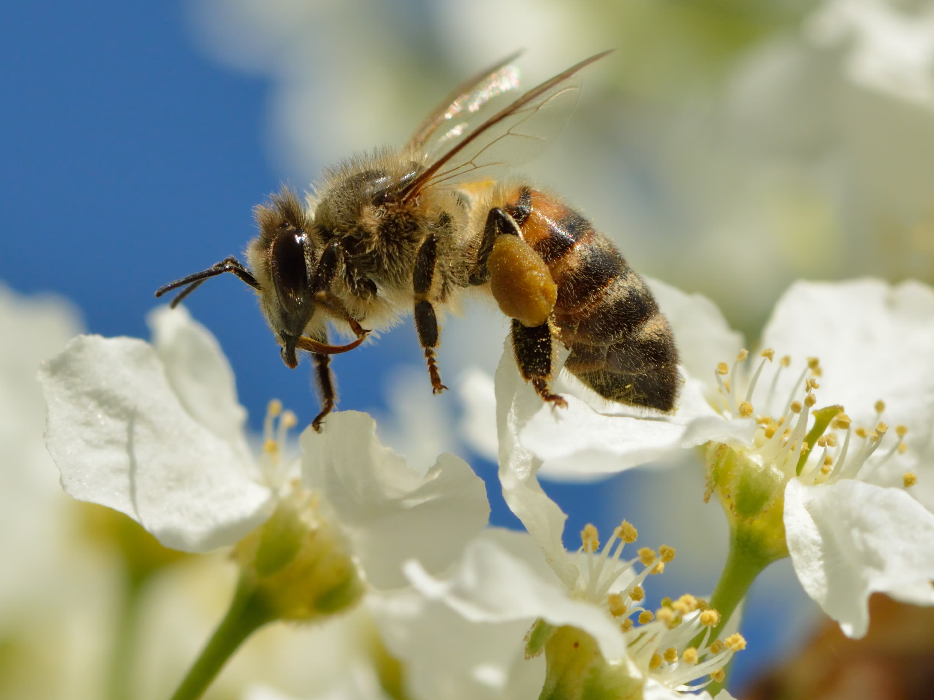 Insektenstich